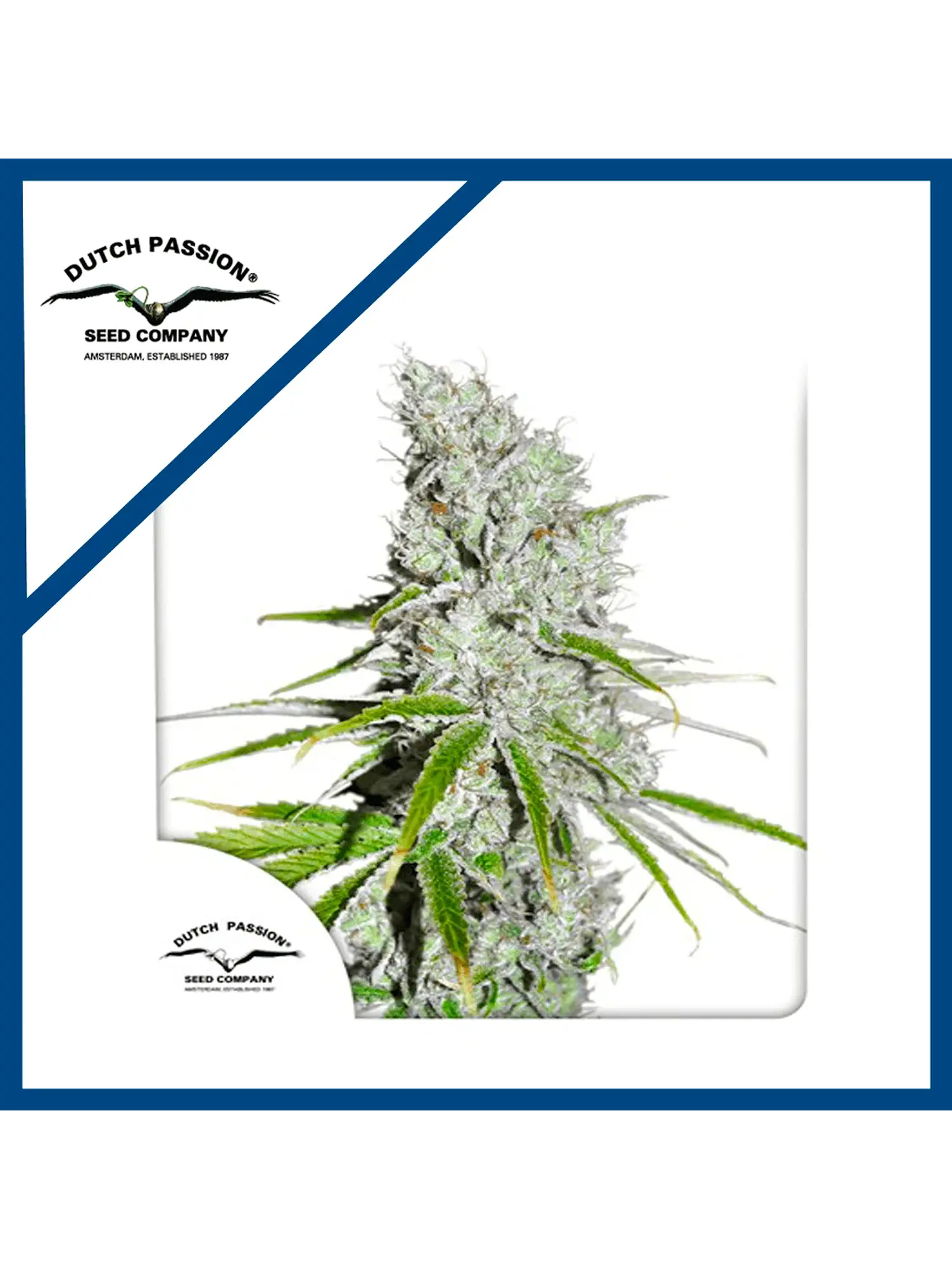 Skunk Haze Cbd Fem -Dutch Passion X3 1