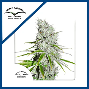 Skunk Haze Cbd Fem -Dutch Passion X3