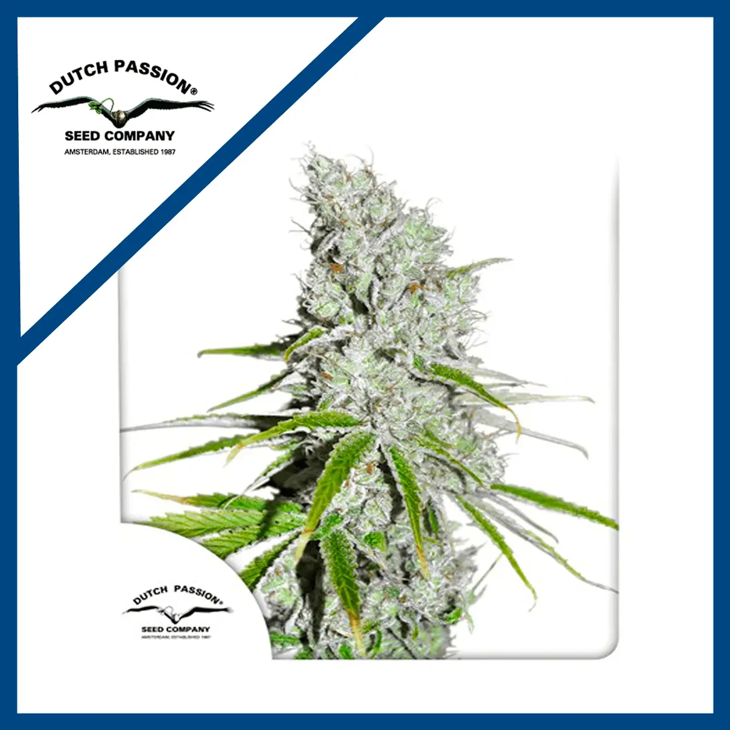 Skunk Haze Cbd Fem -Dutch Passion X3 1