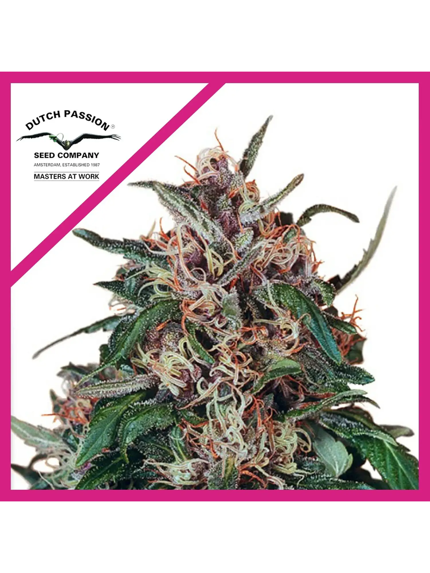 Hollands Hope Fem -Dutch Passion X3 1