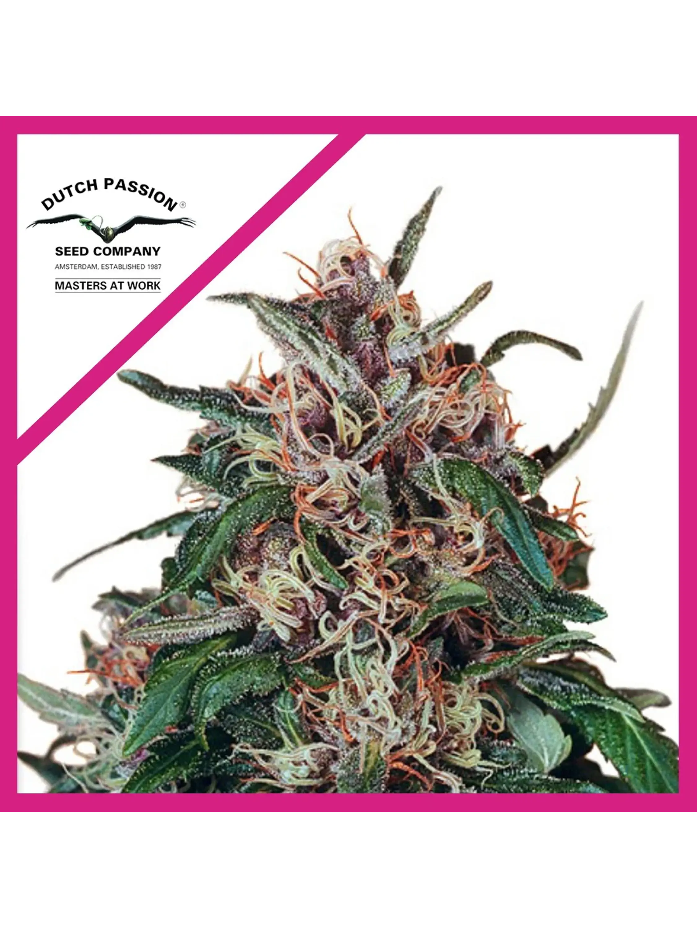 Hollands Hope Fem -Dutch Passion X3 1