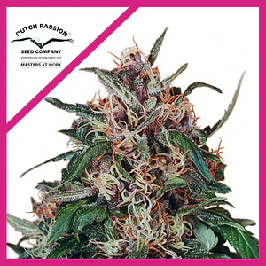 Hollands Hope Fem -Dutch Passion X3