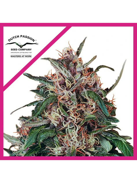 Hollands Hope Fem -Dutch Passion X3 1