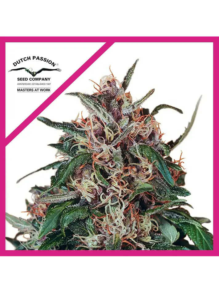 Hollands Hope Fem -Dutch Passion X3 1