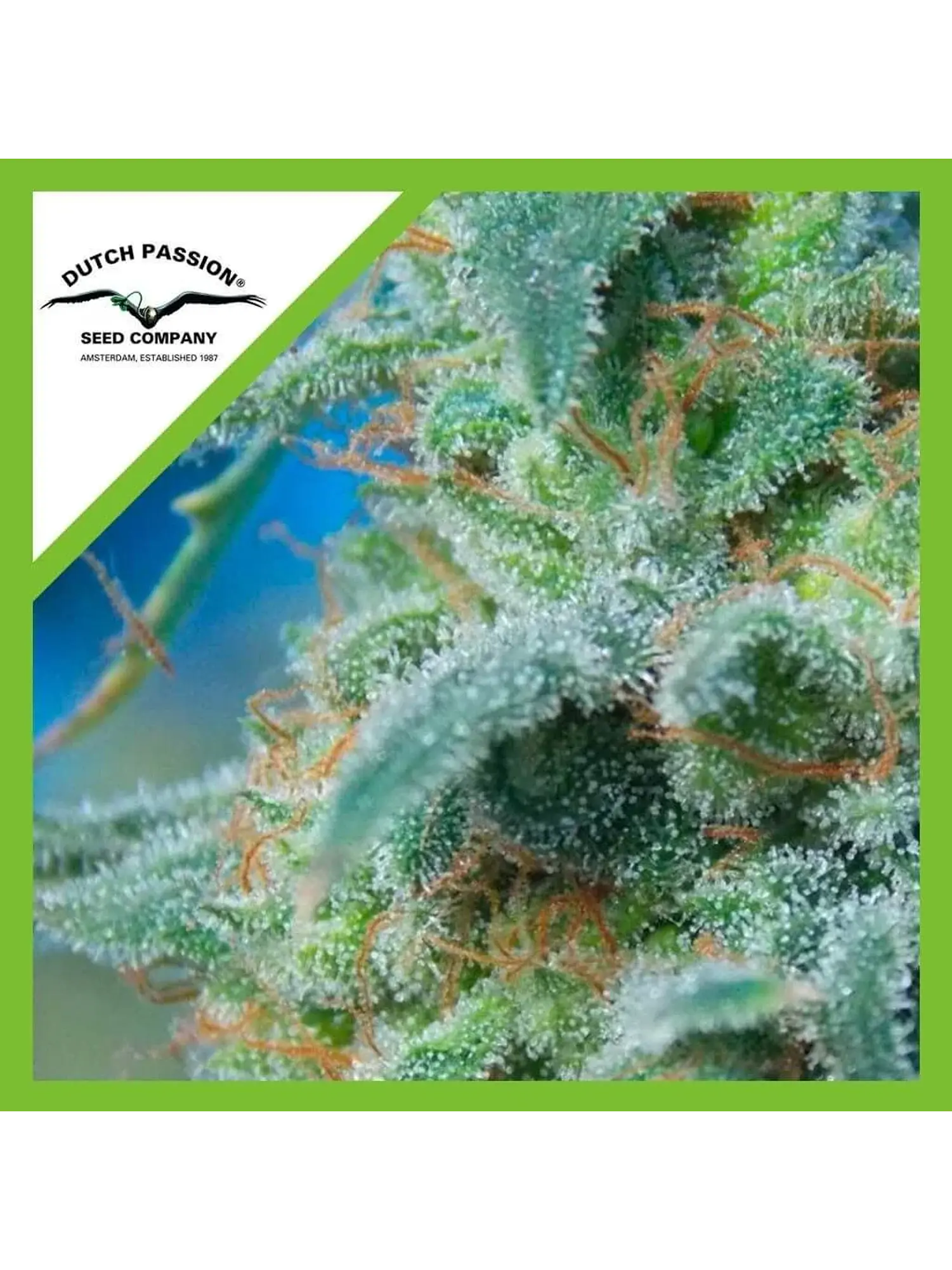 White Widow Auto -Dutch Passion X3 1