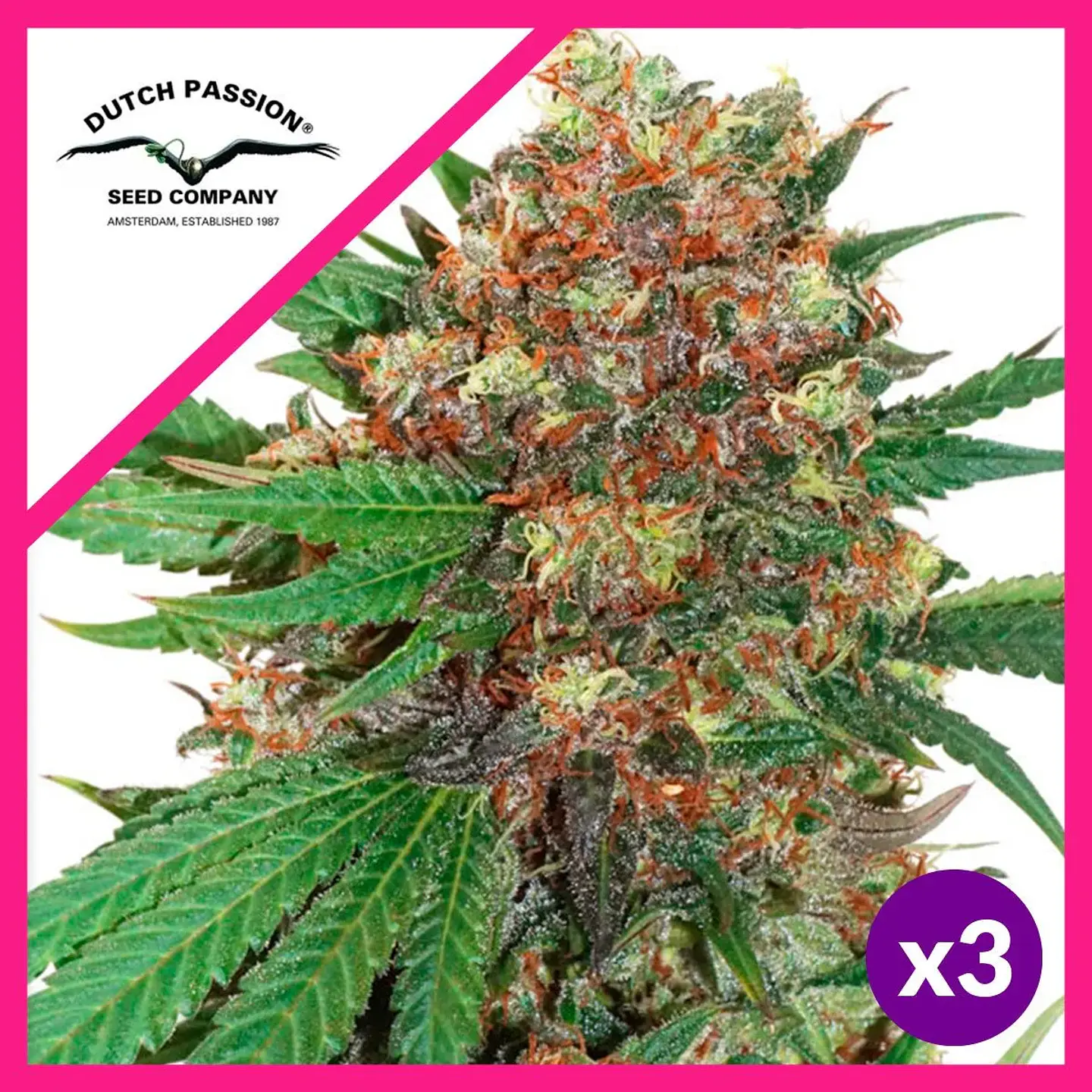 Master Kush Fem -Dutch Passion X3 1