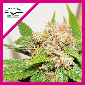 Glueberry Og Fem -Dutch Passion X3