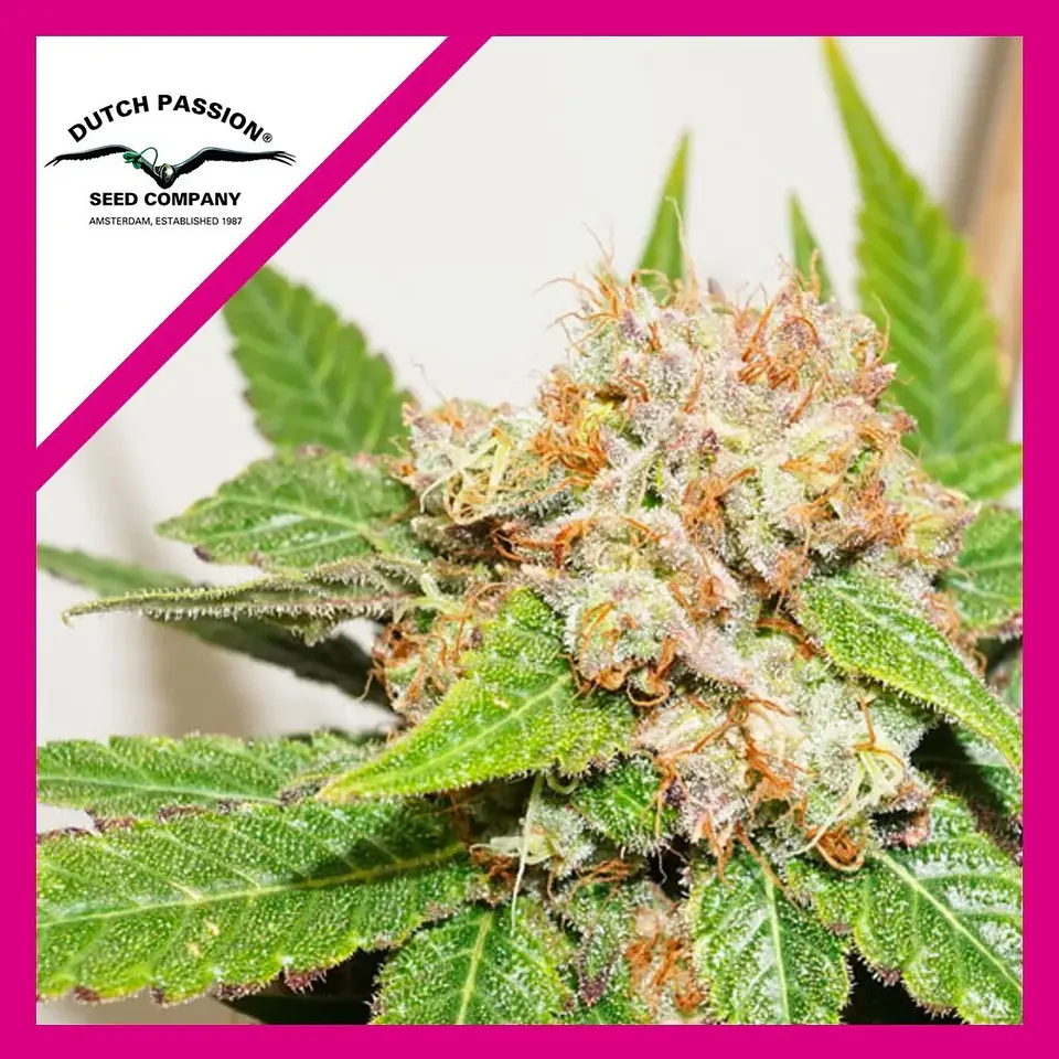 Glueberry Og Fem -Dutch Passion X3 1