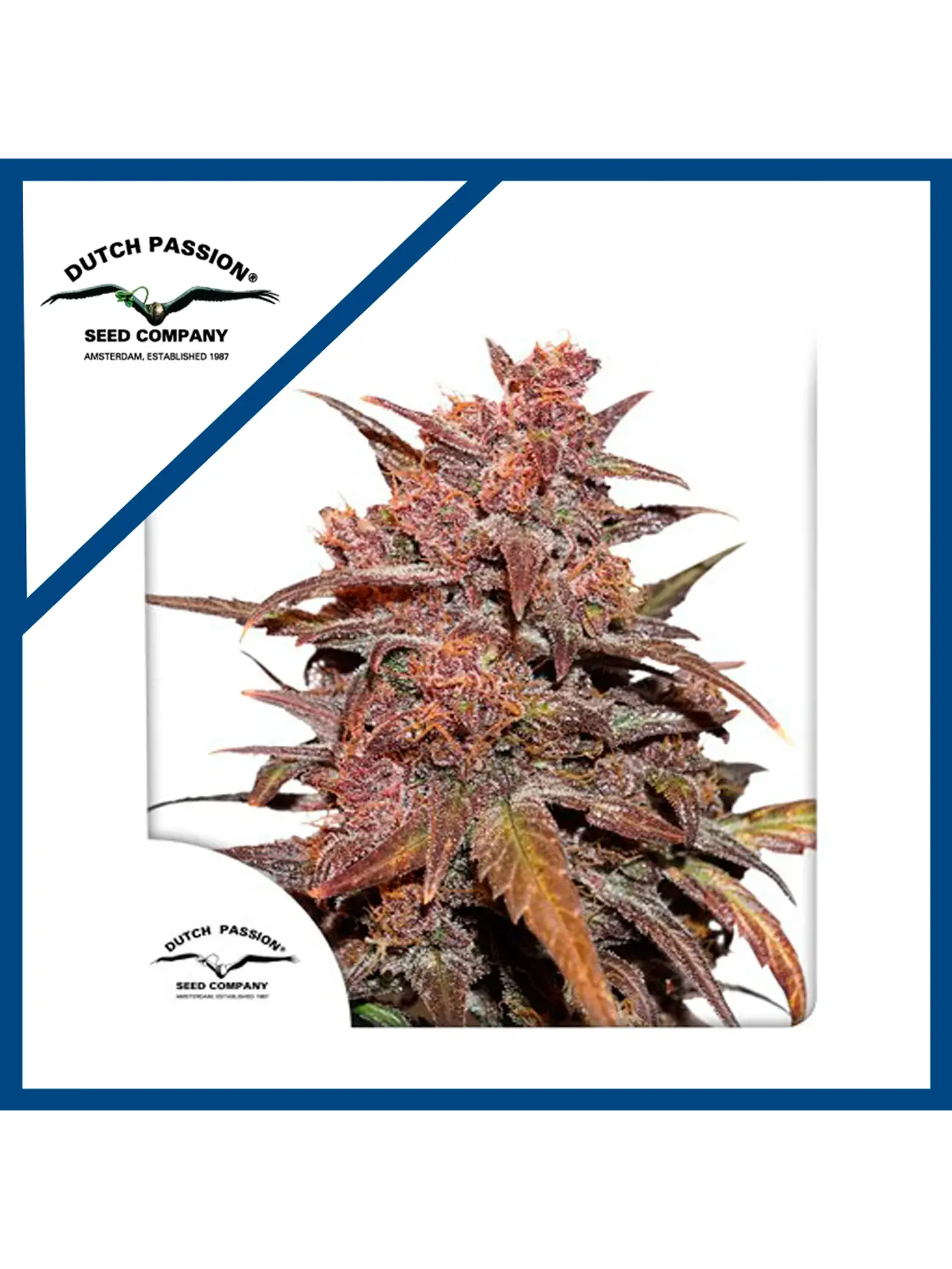 Blackberry Kush Cbd Auto -Dutch Passion X3 1