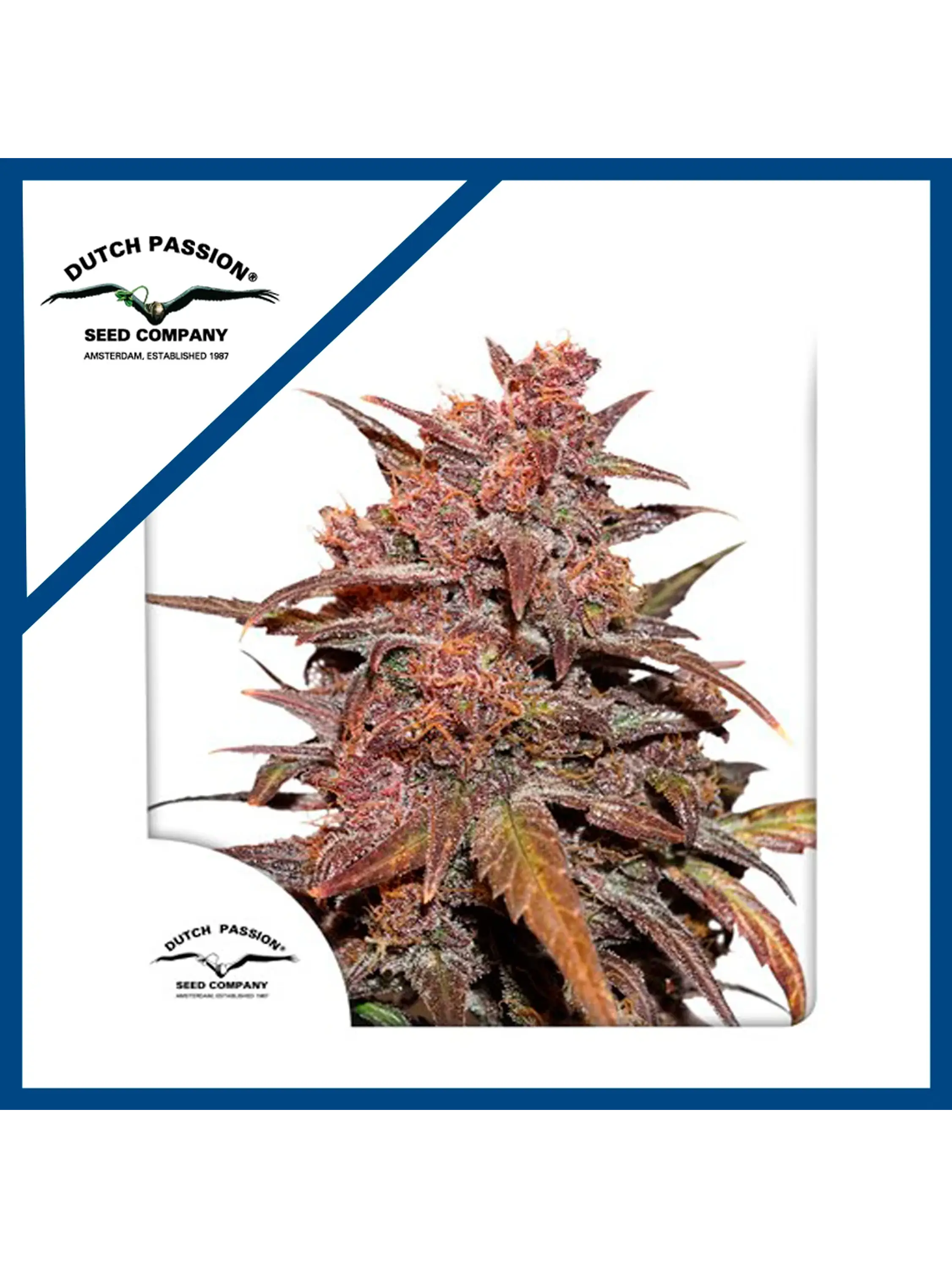 Blackberry Kush Cbd Auto -Dutch Passion X3 1