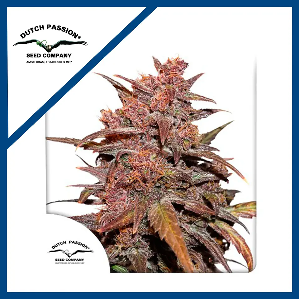 Blackberry Kush Cbd Auto -Dutch Passion X3 1