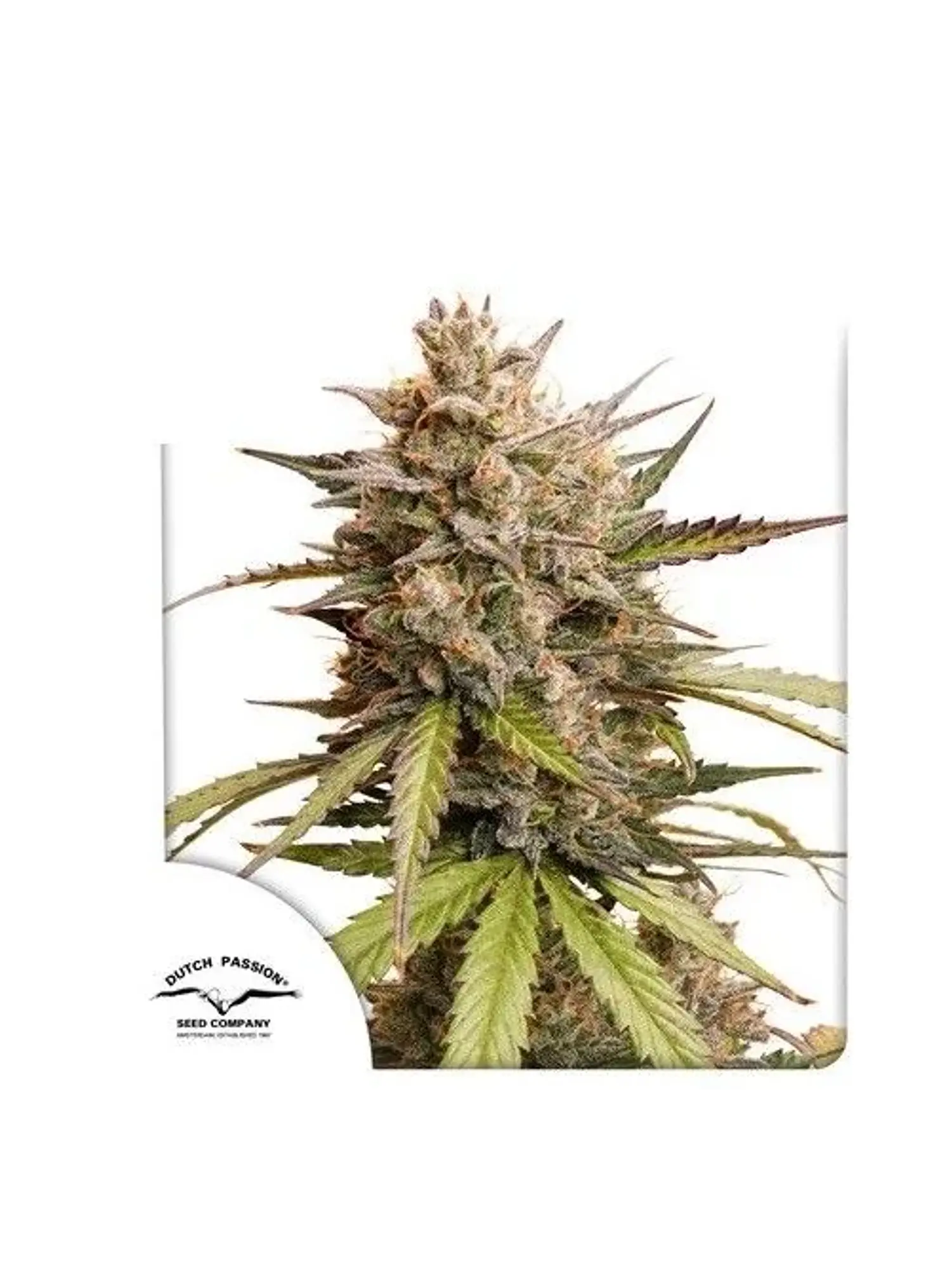 Melonade Runtz Auto -Dutch Passion X3 1