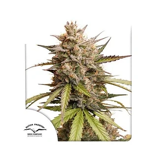 Melonade Runtz Auto -Dutch Passion X3