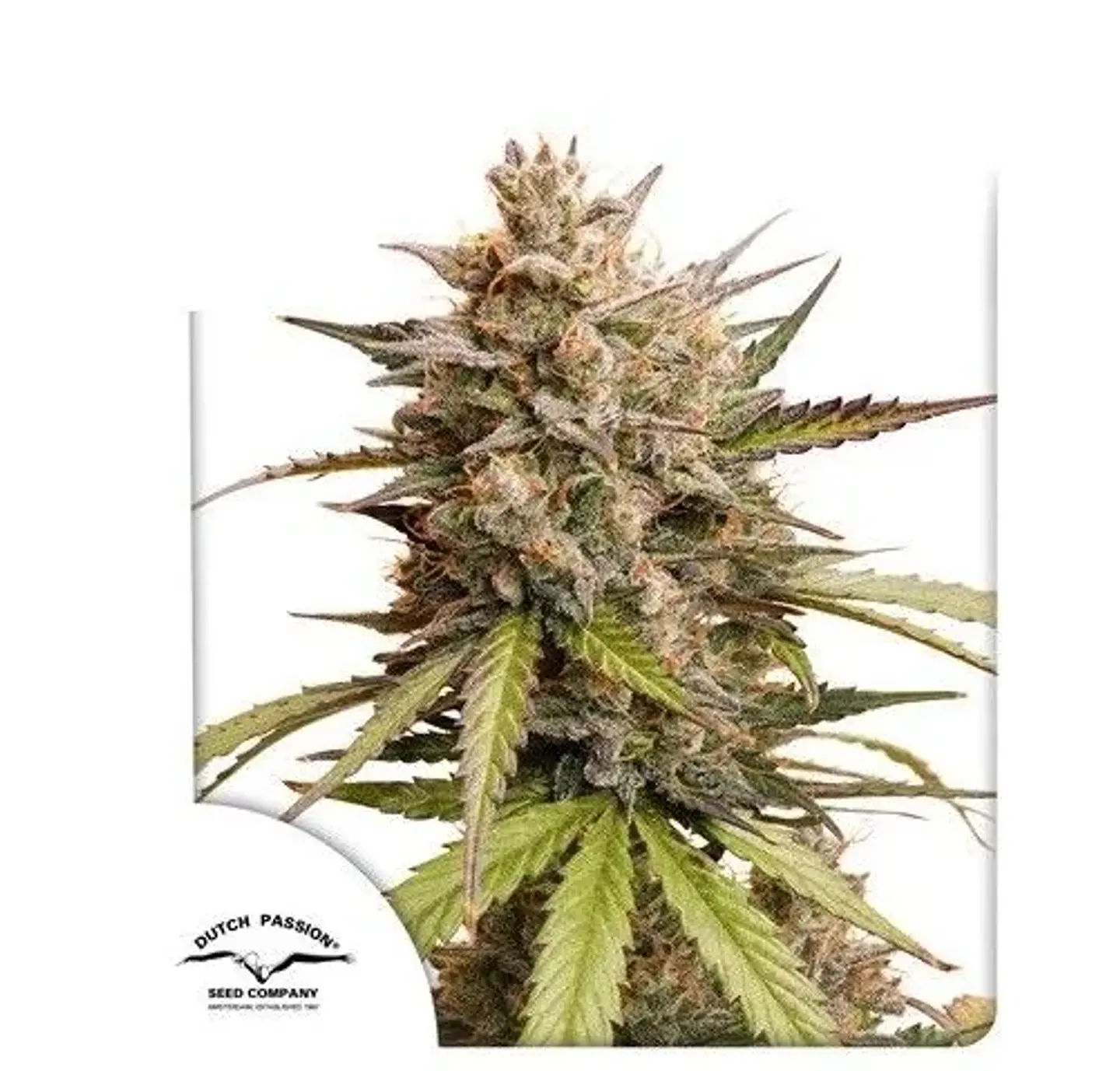 Melonade Runtz Auto -Dutch Passion X3 1
