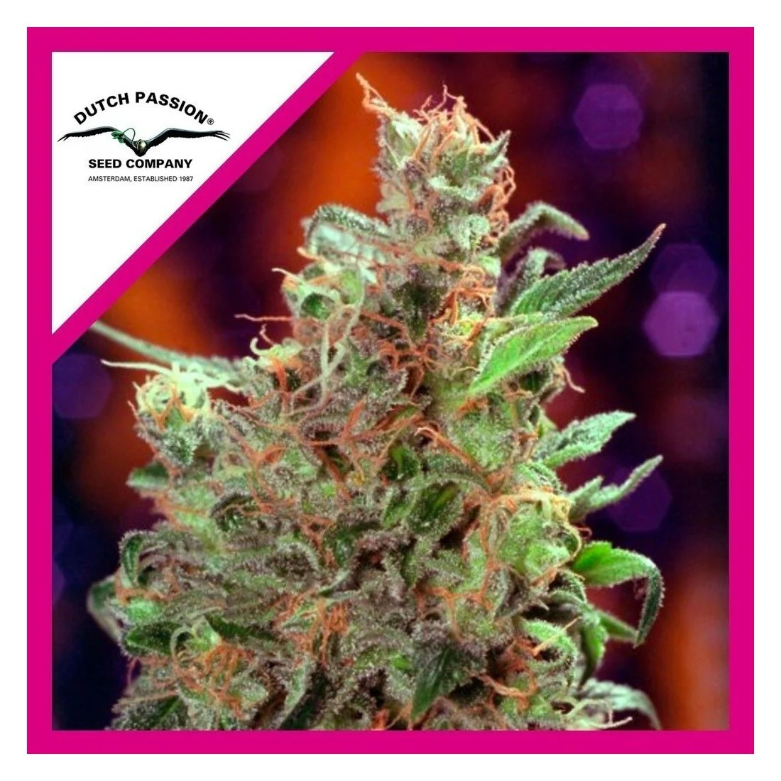 Californian Orange Fem -Dutch Passion X3 1