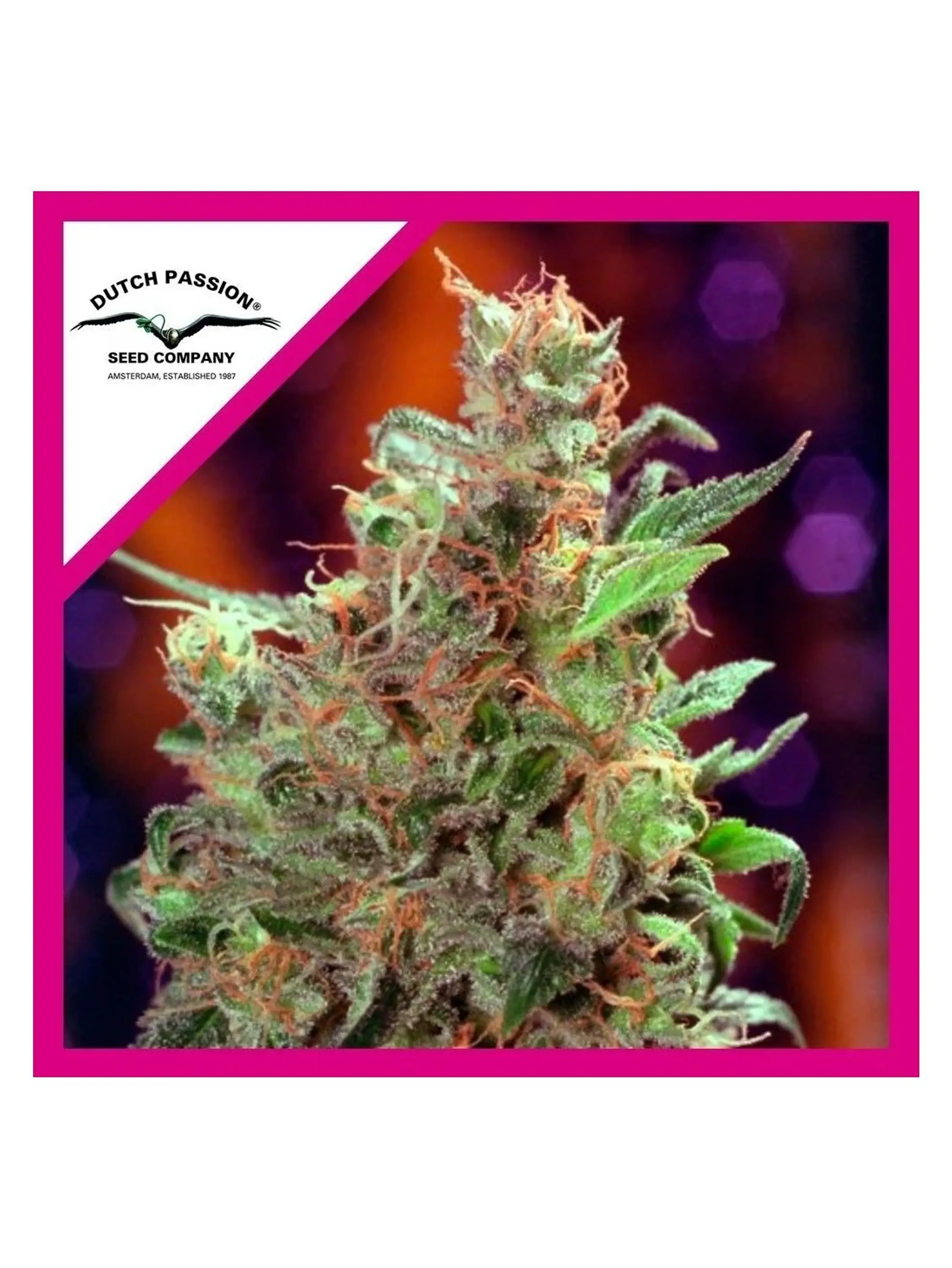 Californian Orange Fem -Dutch Passion X3 1