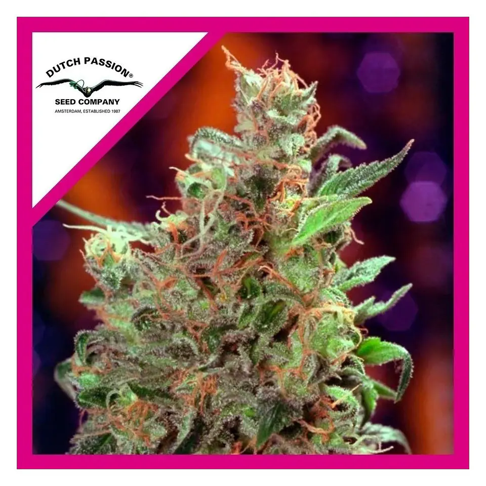 Californian Orange Fem -Dutch Passion X3 1