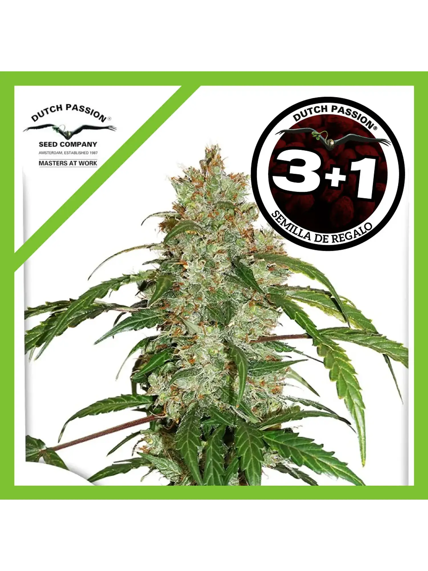 Cbd White Widow Auto -Dutch Passion X3 1