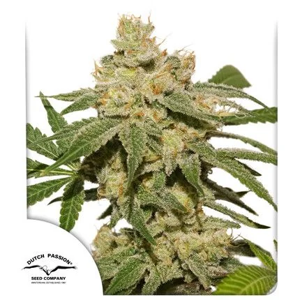 Oh My Gusher Auto -Dutch Passion X3 1