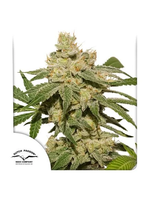 Oh My Gusher Auto -Dutch Passion X3 1