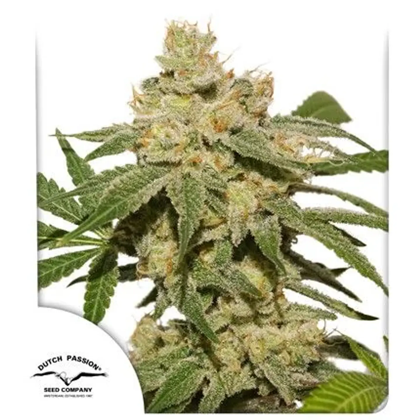Oh My Gusher Auto -Dutch Passion X3 1