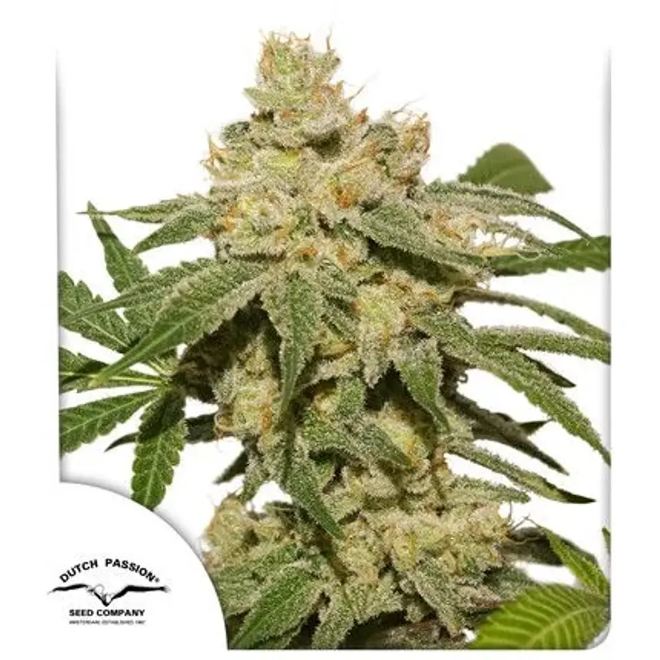 Oh My Gusher Auto -Dutch Passion X3 1