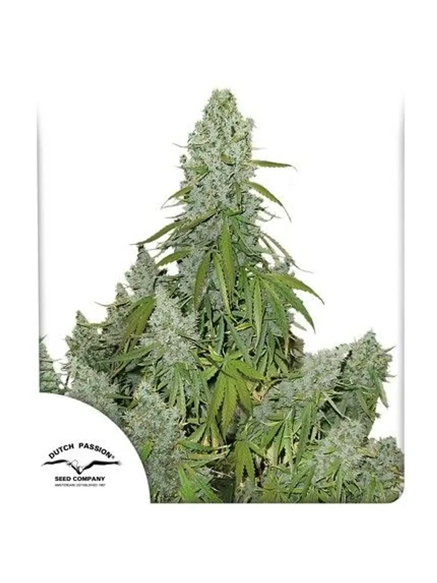 Ultimate Auto -Dutch Passion X3 1