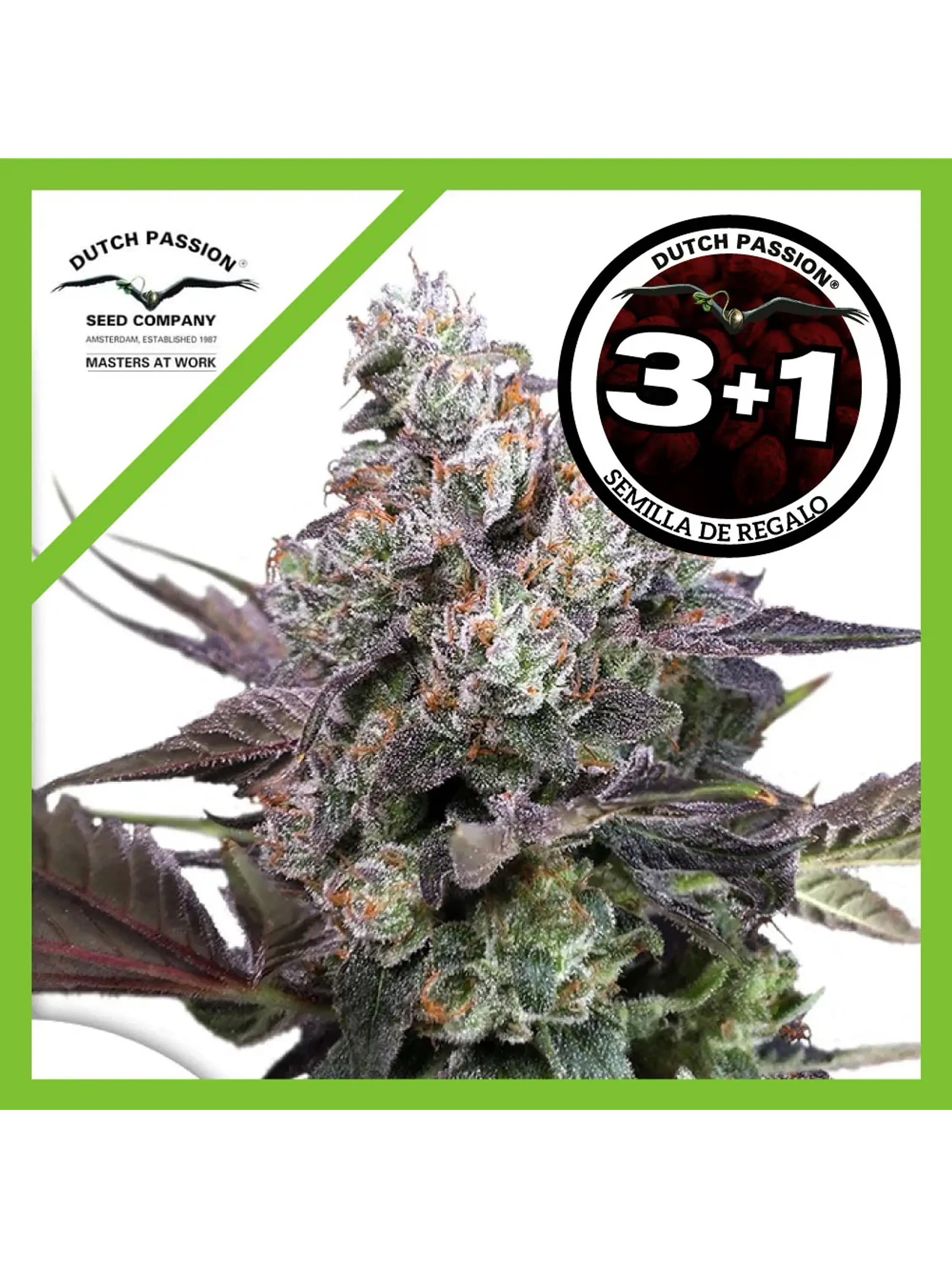 Candy Bubatz Xl Fem -Dutch Passion X3 1