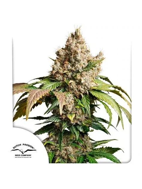 Red Tropicana Cookies Auto -Dutch Passion X3 1