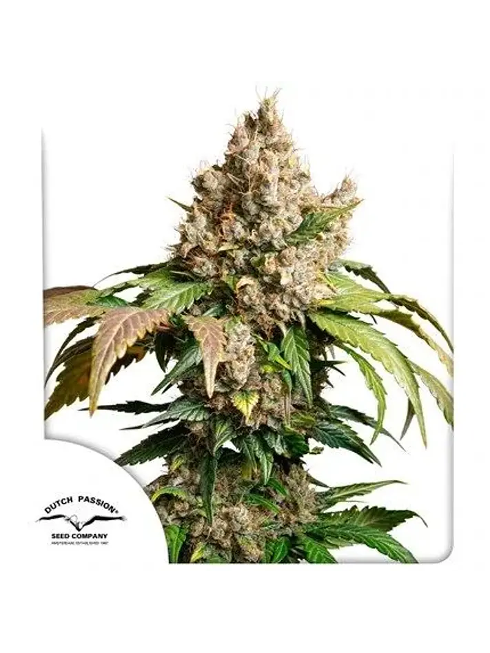Red Tropicana Cookies Auto -Dutch Passion X3 1