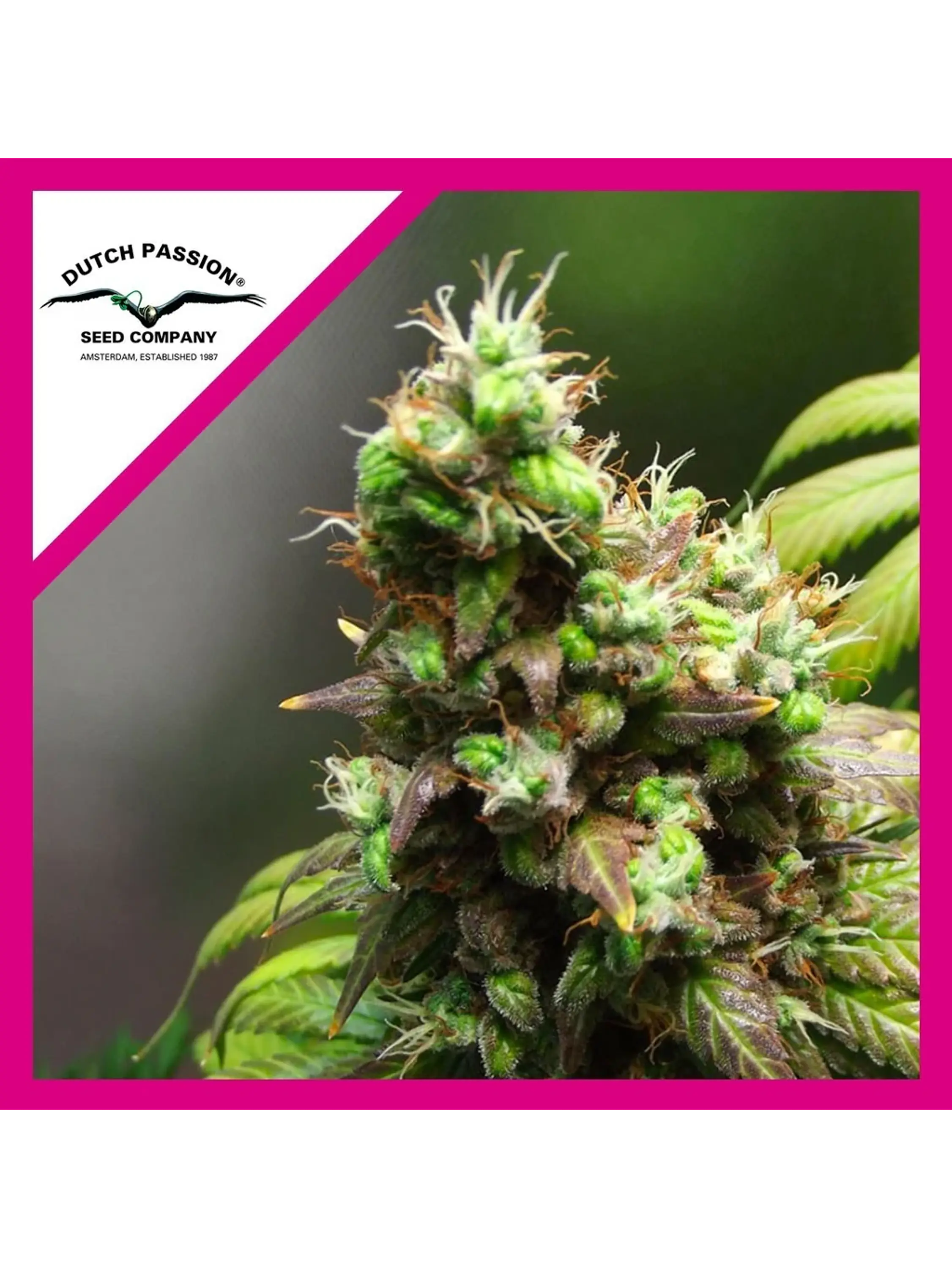 Orange Hill Special Fem -Dutch Passion X3 1