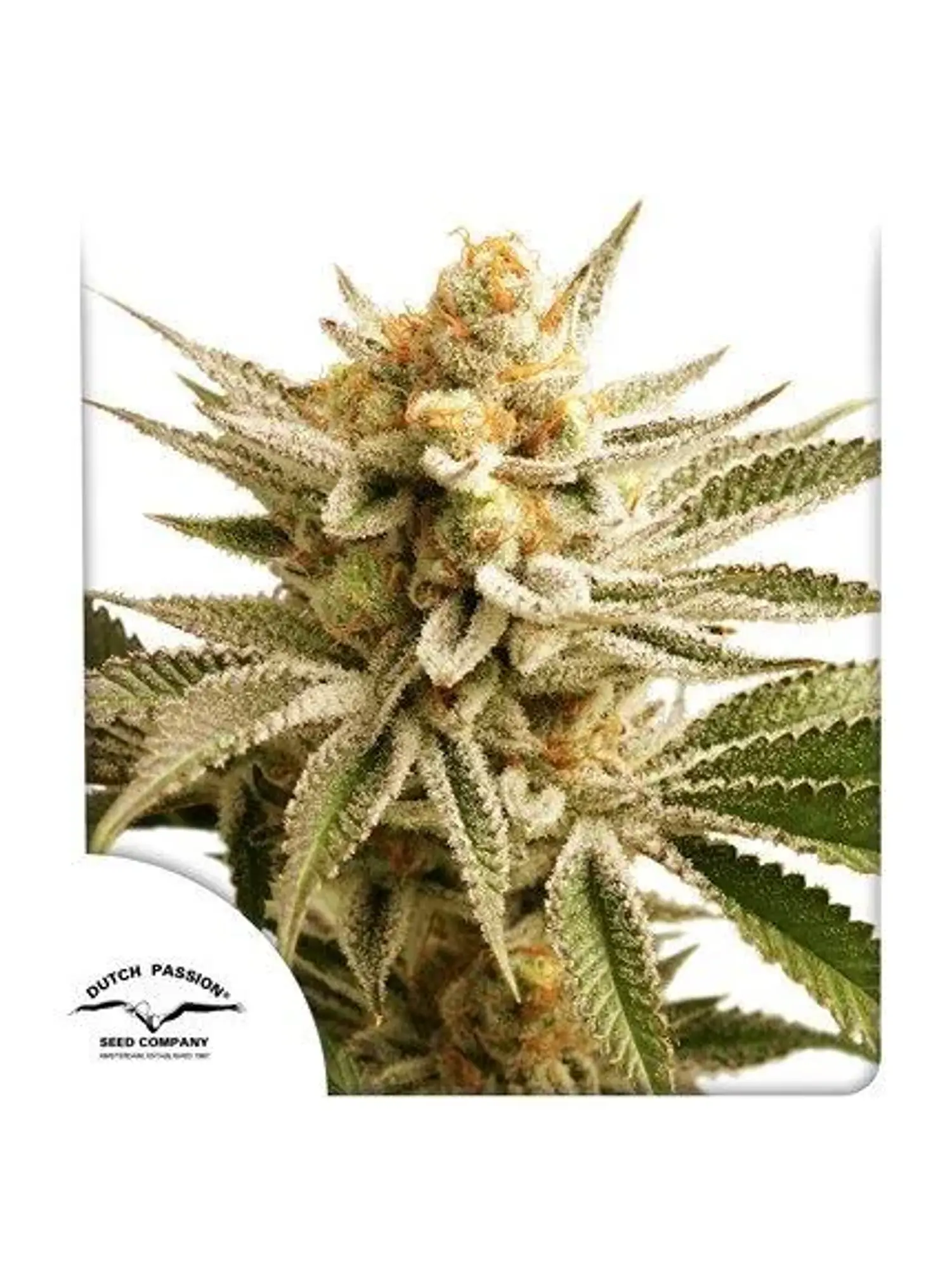 Lemon Z Fem -Dutch Passion X3 1