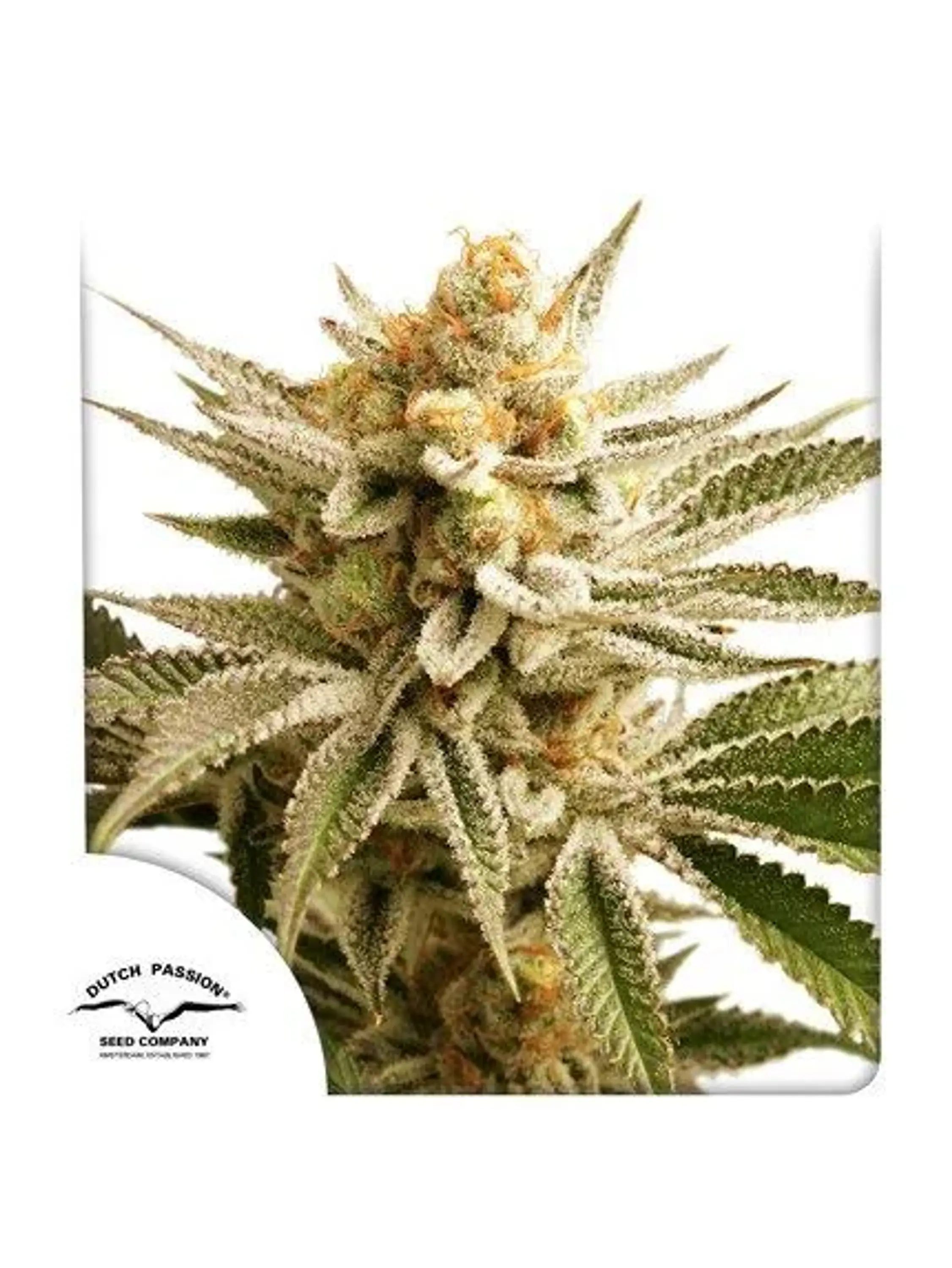 Lemon Z Fem -Dutch Passion X3 1