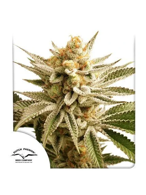 Lemon Z Fem -Dutch Passion X3 1