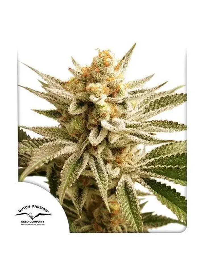 Lemon Z Fem -Dutch Passion X3 1