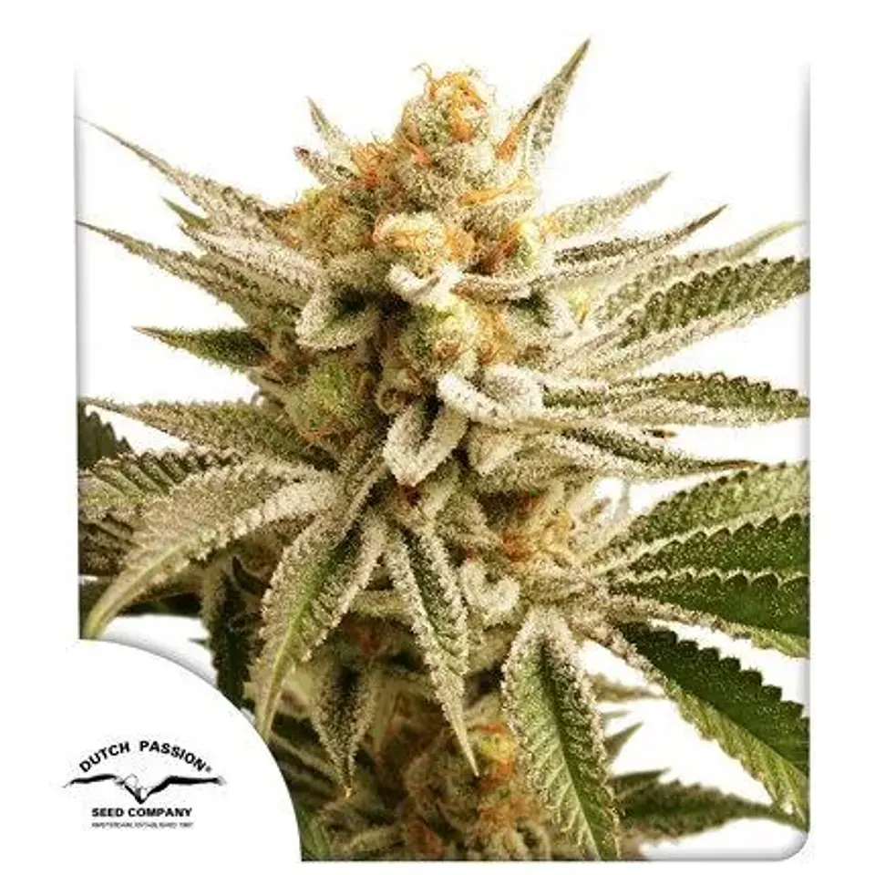 Lemon Z Fem -Dutch Passion X3 1