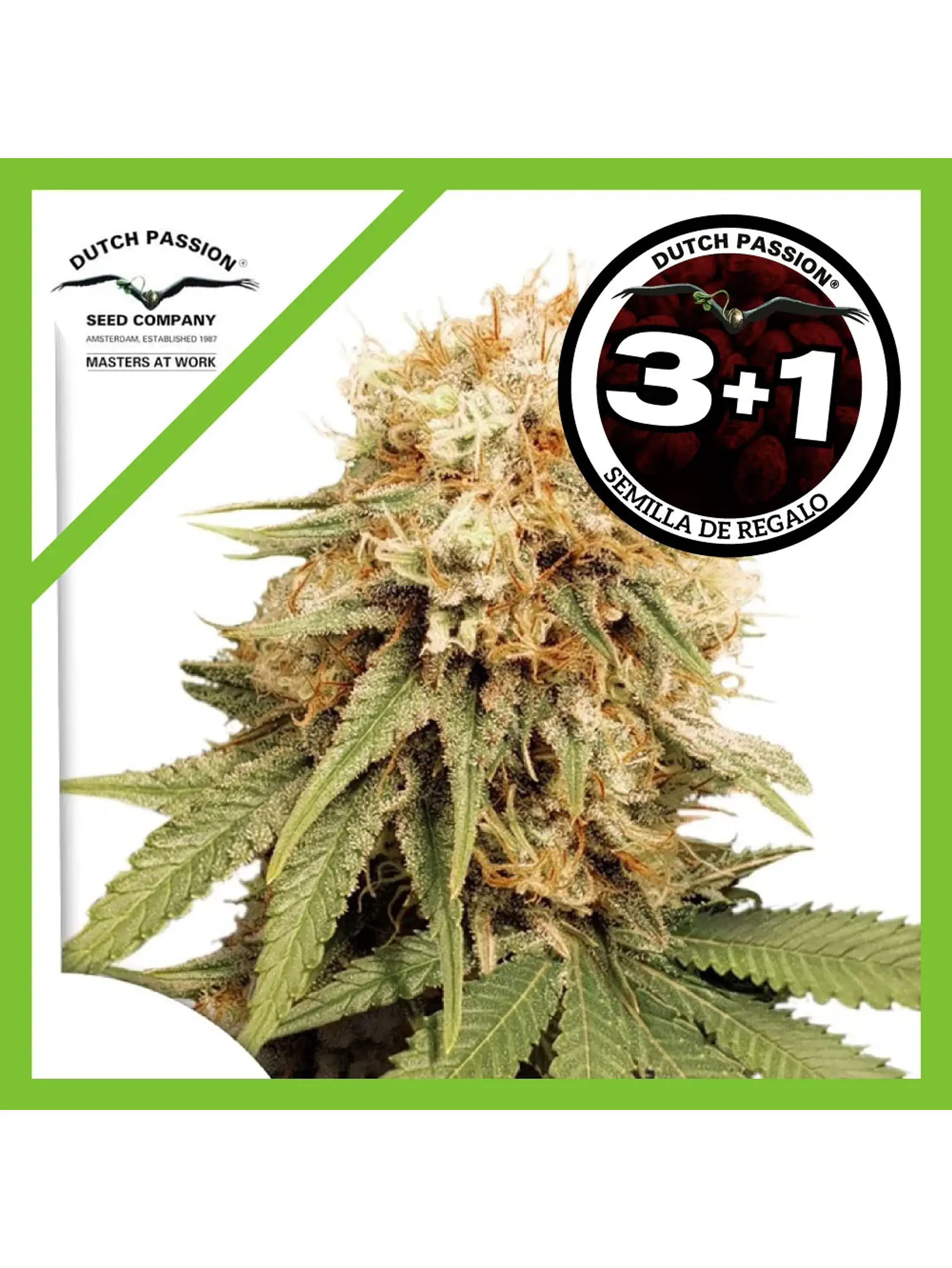 White Widow Fem -Dutch Passion X3 1