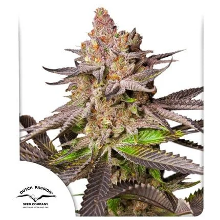 Melonade Runtz Fem -Dutch Passion X3 1