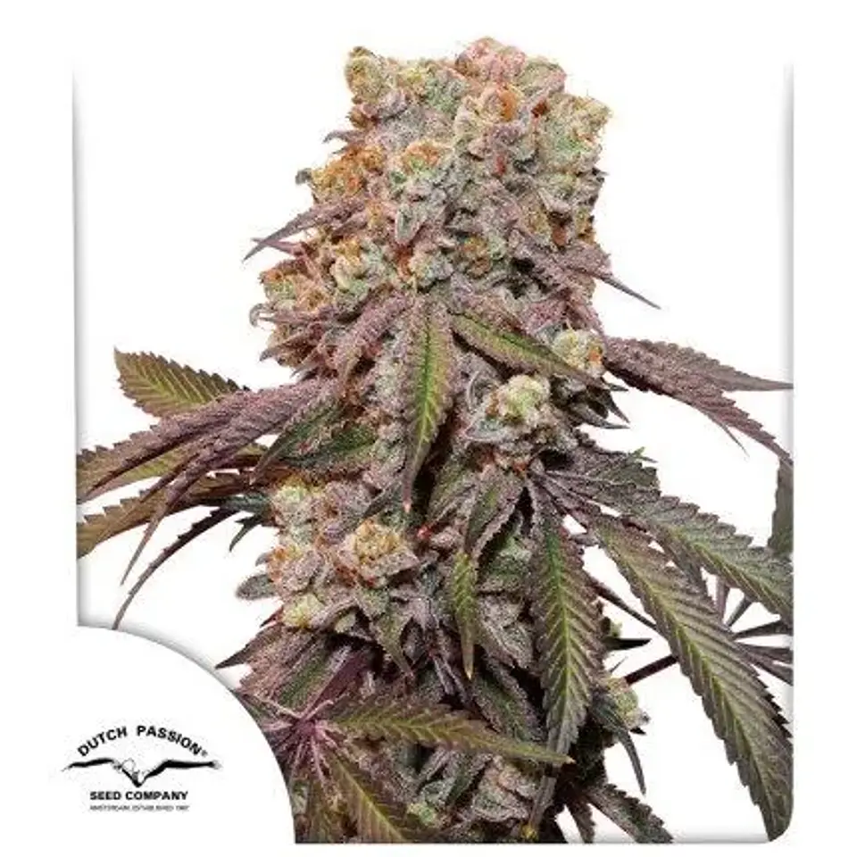 Candy Bubatz Xl Auto -Dutch Passion X3 1