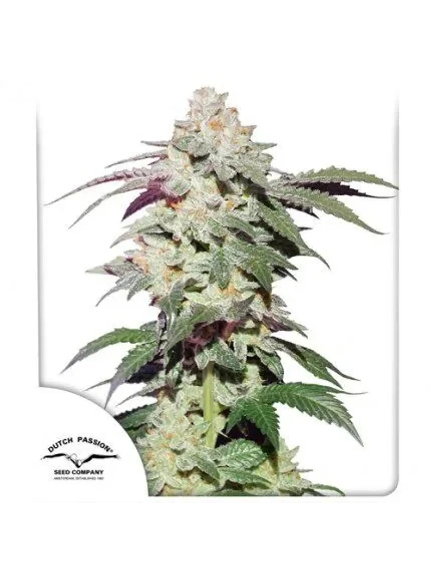 Skywalker Haze Fem -Dutch Passion X3 1