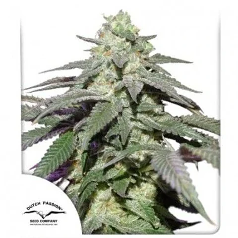 Skywalker Haze Auto -Dutch Passion X3