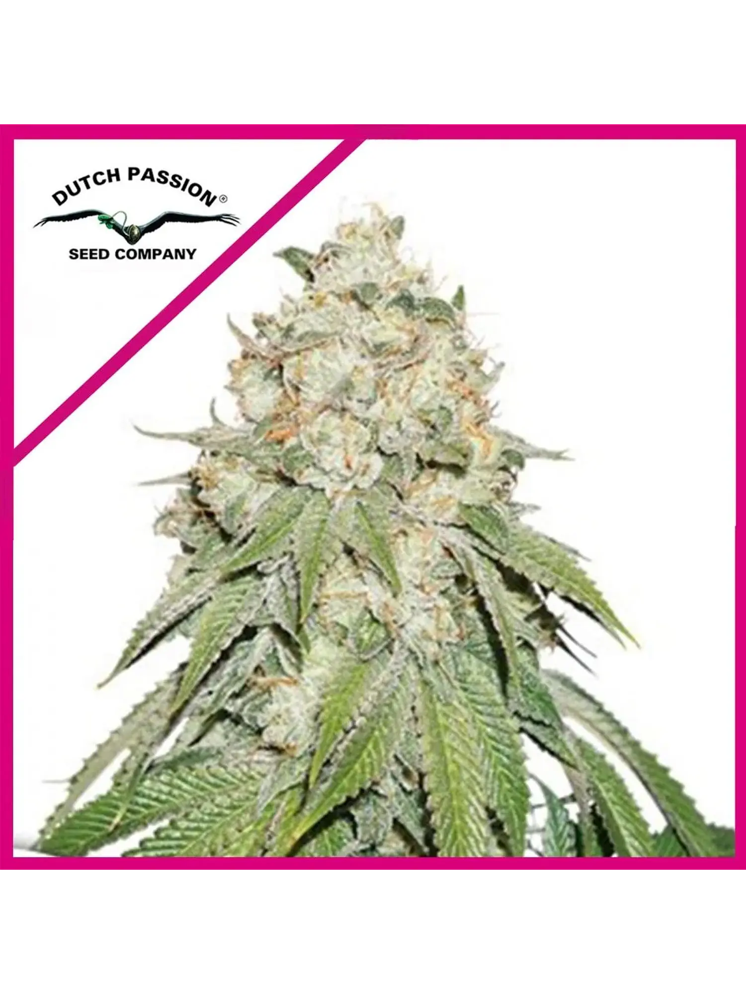 Banana Blaze Fem -Dutch Passion X3 1