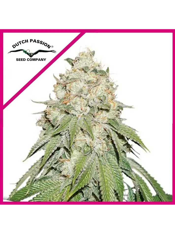 Banana Blaze Fem -Dutch Passion X3 1
