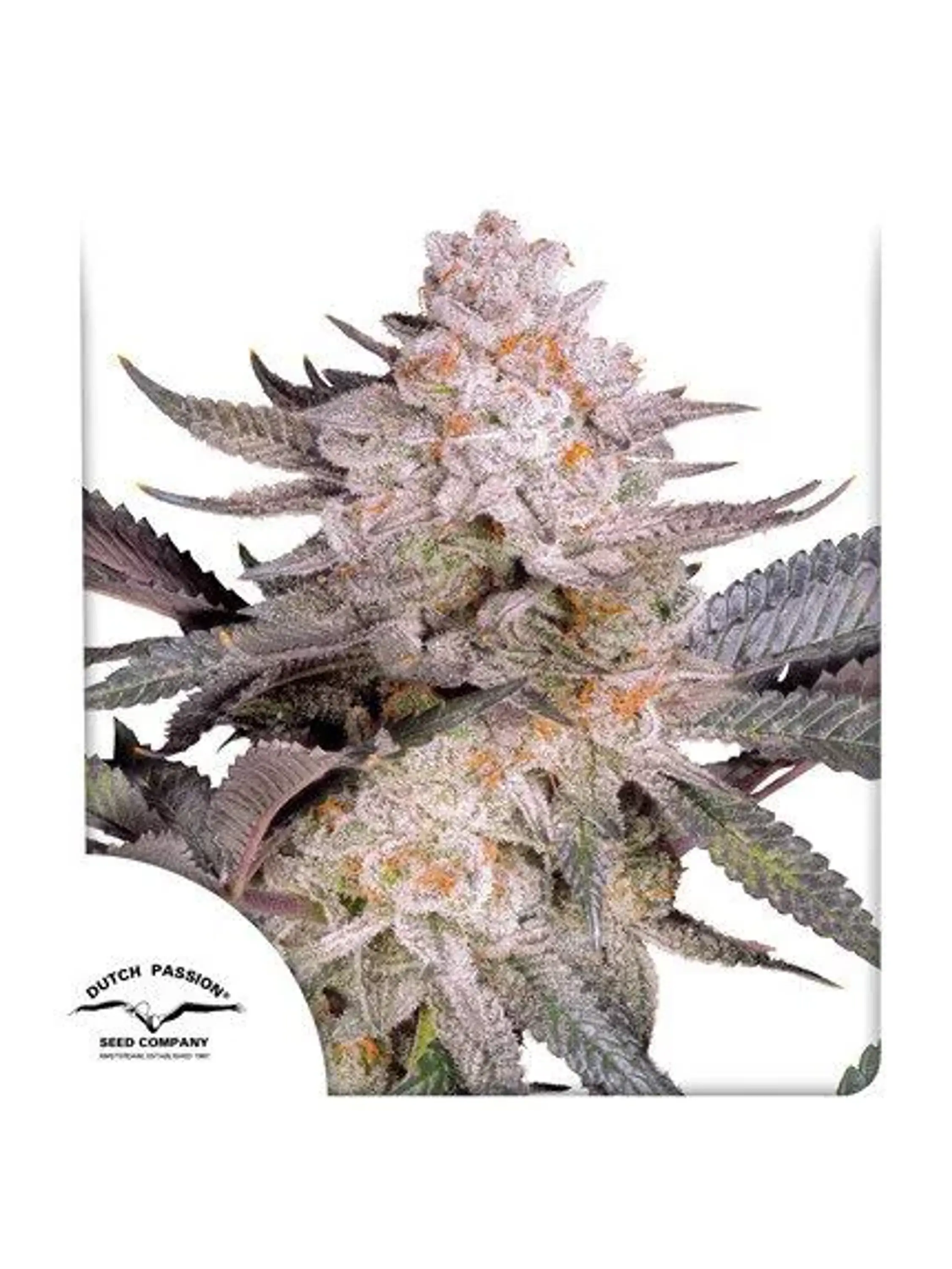 Orange Bud Fem 2.0 -Dutch Passion X3 1