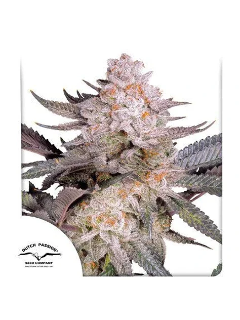 Orange Bud Fem 2.0 -Dutch Passion X3 1