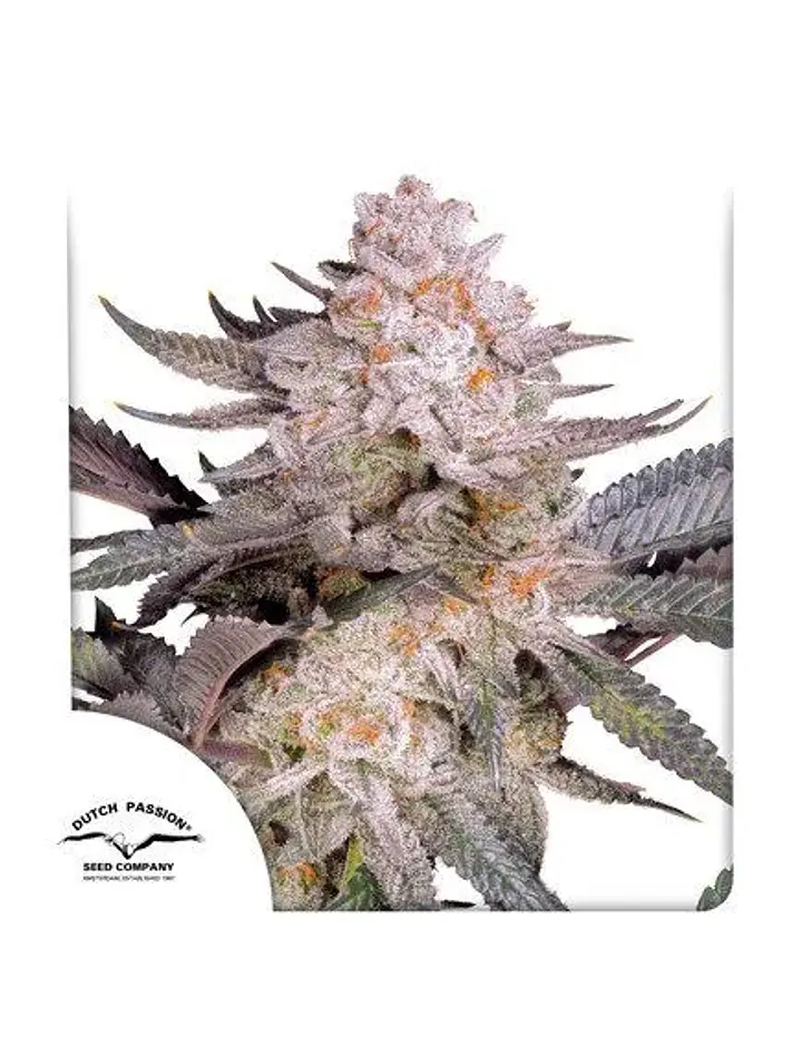 Orange Bud Fem 2.0 -Dutch Passion X3 1