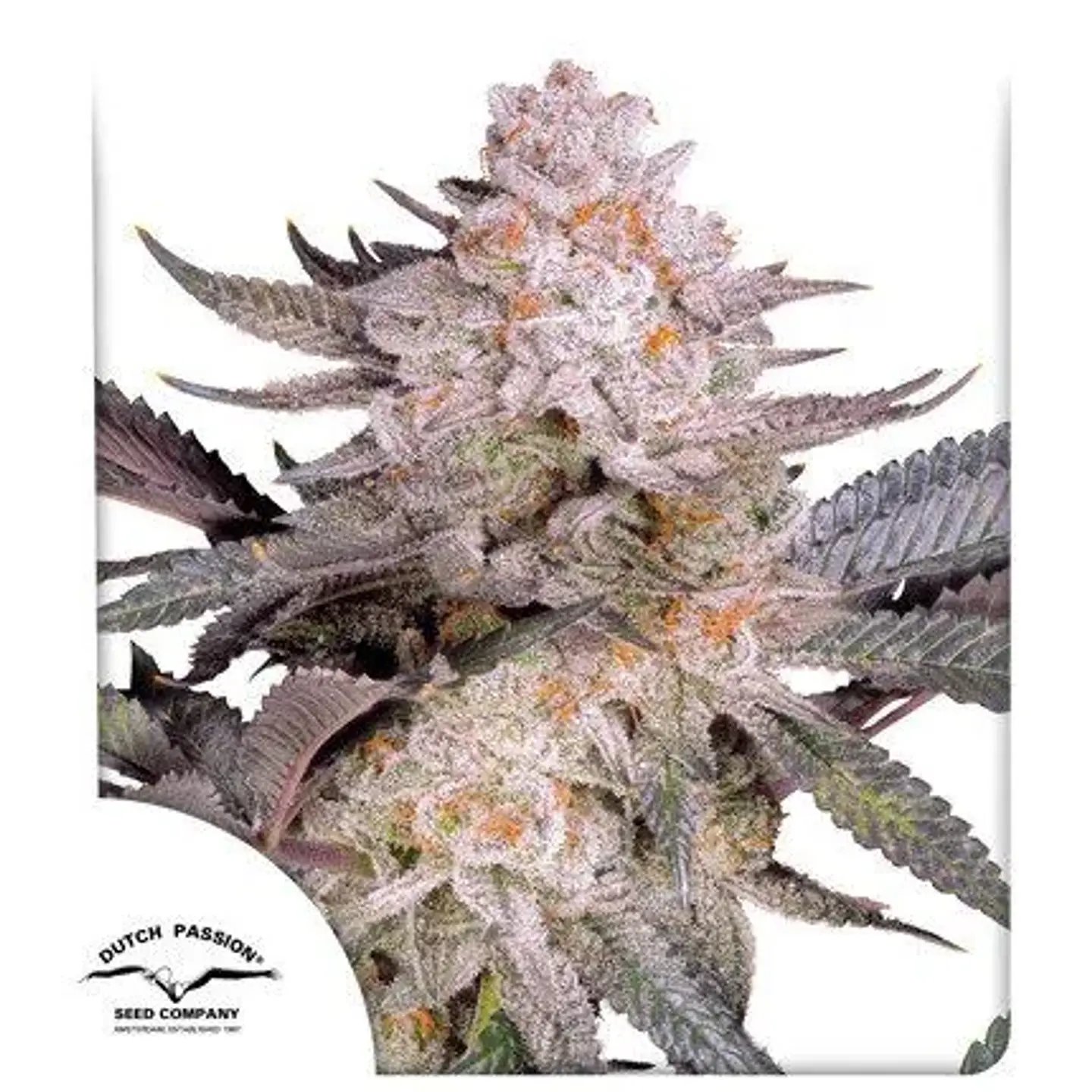 Orange Bud Fem 2.0 -Dutch Passion X3 1