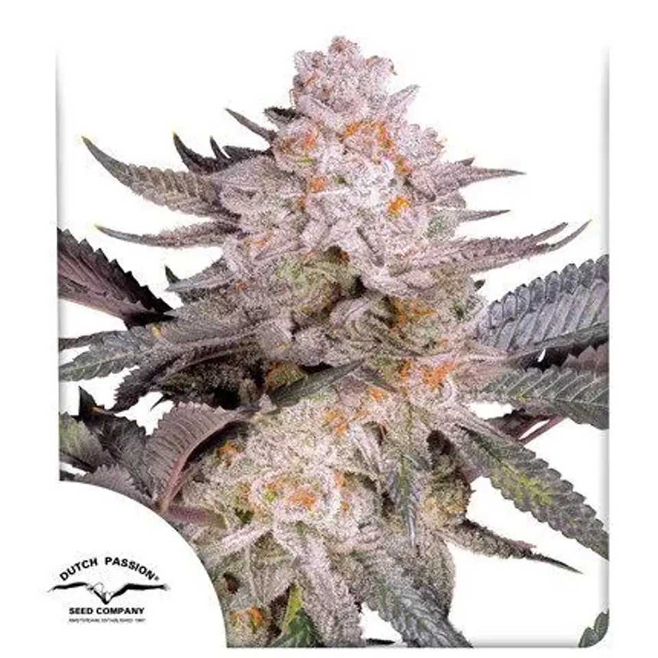 Orange Bud Fem 2.0 -Dutch Passion X3 1