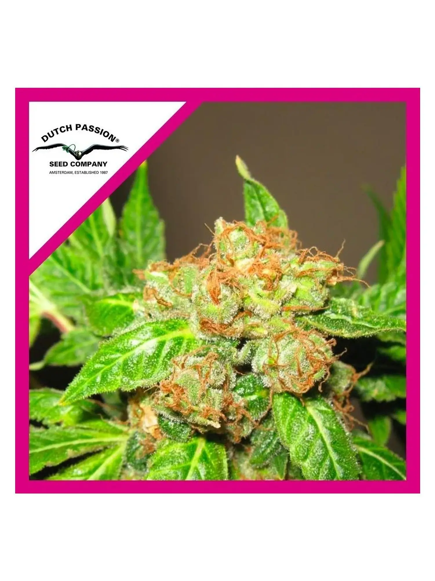 Orange Bud Fem -Dutch Passion X3 1