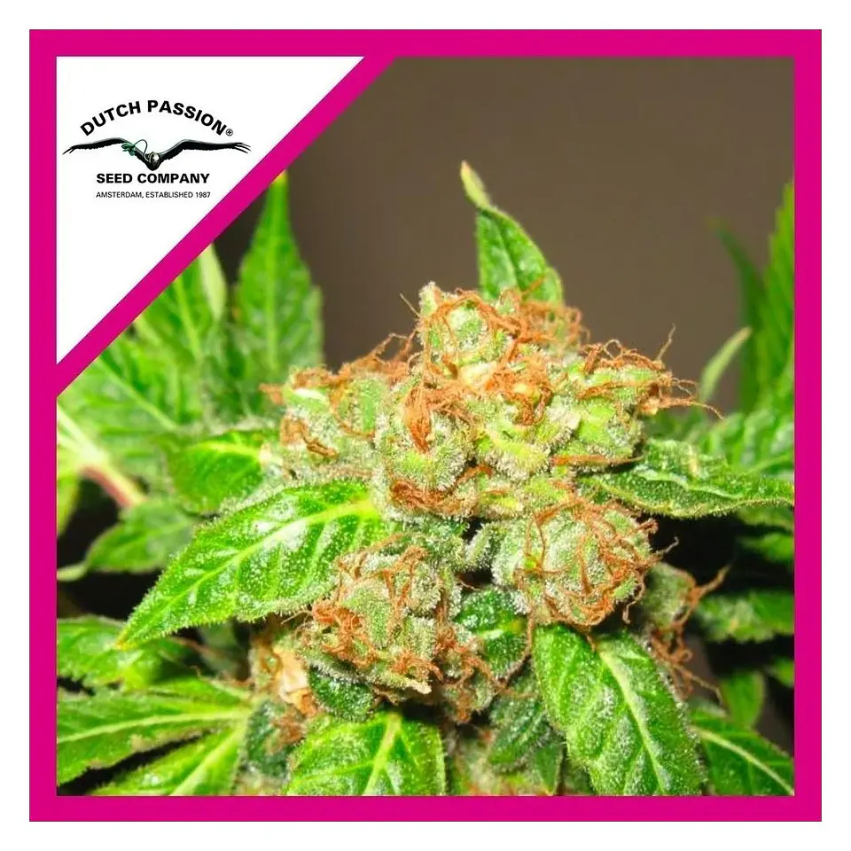 Orange Bud Fem -Dutch Passion X3 1